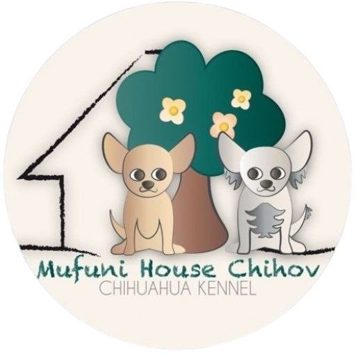 Mufuni House Chihov — Chihuahua Kennel
